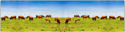 Фотофасад Arthata Поле / FotoSetka-600-21 (600x156)