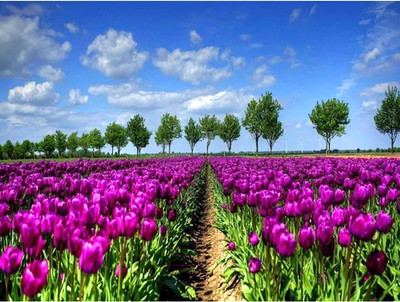 Набор алмазной вышивки Darvish Тюльпановое поле / DV-9512-5