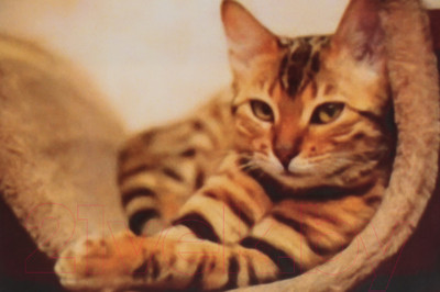 Набор алмазной вышивки Darvish Полосатый красавец / DV-9516-15