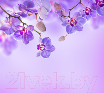 Фотообои листовые Vimala Цветы над водой 2 (270x300)