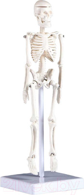Анатомическая модель Sima-Land Скелет человека / 5076756