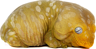 Фигурка коллекционная Exoprima Геккон / 26344/AH (зеленый/белый)