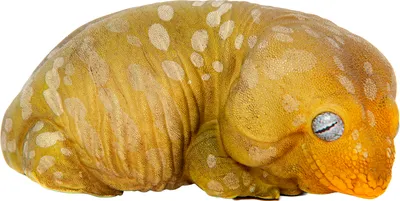 Статуэтка Exoprima Геккон / 26344/AH (зеленый/белый)
