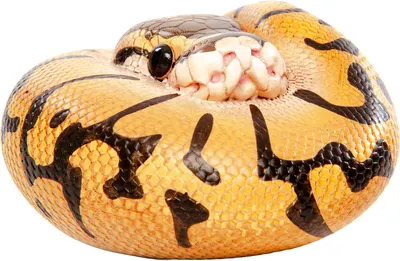 Статуэтка Exoprima Питон / 26436/AH (желтый/коричневый)