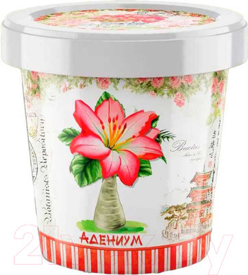 Набор для выращивания растений Rostokvisa Адениум / 20243