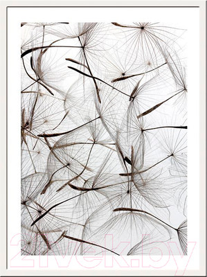 Картина Мирам Живой гербарий. Семена одуванчика / 230401608 (30х40)