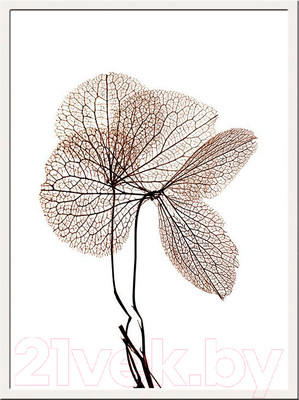 Картина Мирам Живой гербарий. Сухоцвет / 230401609 (30х40)