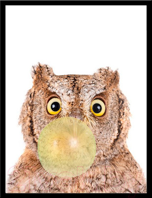 Картина Мирам Животные со жвачкой. Сова / 230402103 (30х40, в раме)