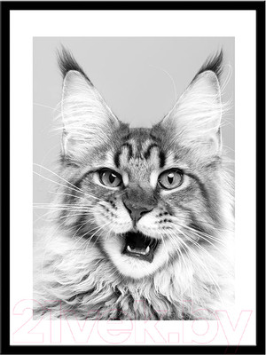 Картина Мирам Животные. Мейн-кун / 230401513 (30x40, в раме)