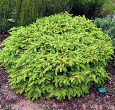 Саженец кустарника Красный клен Ель обыкновенная Nidiformis (5-10см)