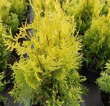 Саженец кустарника Красный клен Туя западная Golden Brabant (40-60см)