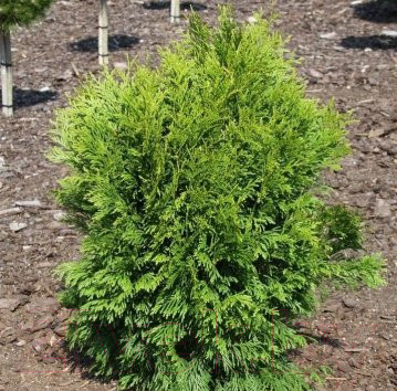 Саженец кустарника Красный клен Туя западная Tip Top (30-40см)