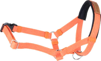 Недоуздок Ami Play Cotton Yorkshire Terrier 232297 (XS, оранжевый)