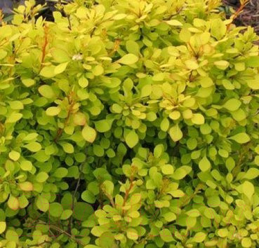 Саженец кустарника Красный клен Барбарис тунберга Aurea (10-20см)