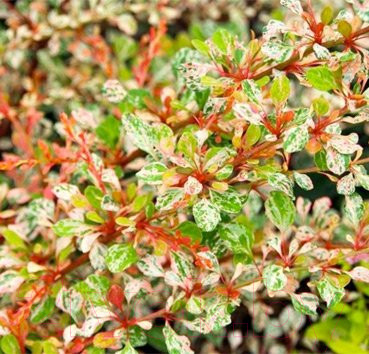 Саженец кустарника Красный клен Барбарис тунберга Natasza (20-30см)