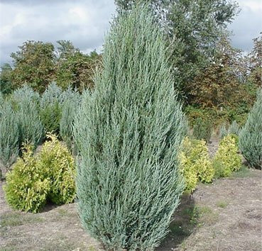 Саженец кустарника Красный клен Можжевельник виргинский Skyrocket (40-60см)