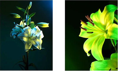 Постеры Citydecor Цветы 16 (2шт, 30x40)