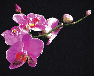 Картина по номерам Три совы Цветы орхидеи / КХп_48159