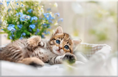 Набор алмазной вышивки Solmax&Creators Котенок / SM98458