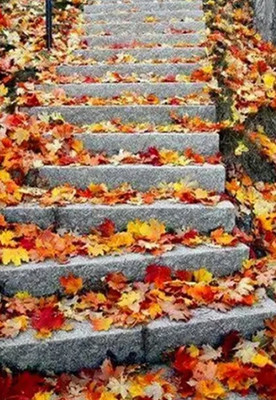 Набор алмазной вышивки Darvish Осенняя лестница / DV-15479-4