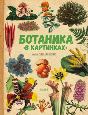 Энциклопедия CLEVER Ботаника в картинках, твердая обложка (Сория Кармен)