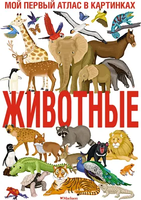 Атлас Махаон Животные. Мой первый атлас в картинках (Барсотти И. 9785389259539)