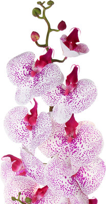 Искусственный цветок ForGarden Орхидея BN11117 (фуксия в крапинку)