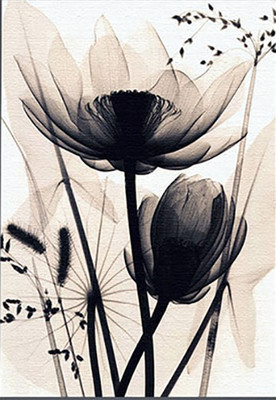 Картина по номерам Молли Монохромные цветы 40x50 / HR0119