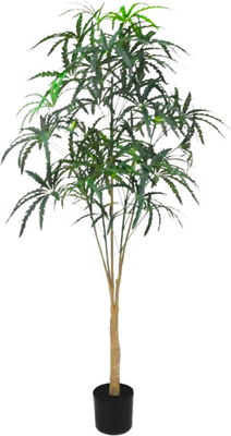 Искусственное растение GreenPark Дизиготека. Плерандра изящная / GP-026/165