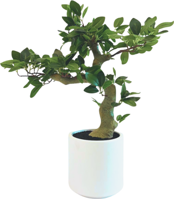 Искусственное растение GreenPark Бонсай фикус / GP-059/050