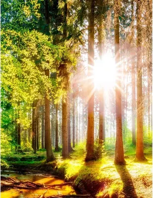 Фотообои листовые Citydecor Природа 149 (200x260см)