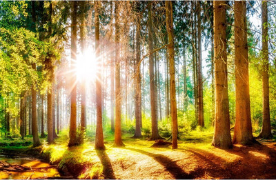 Фотообои листовые Citydecor Природа 149 (400x260см)