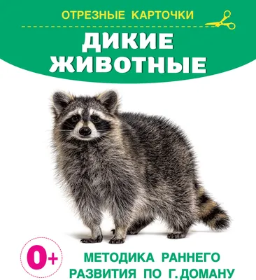 Развивающие карточки АСТ Дикие животные (Дмитриева В. 9785171571047)