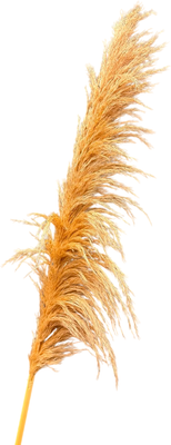 Сухоцвет Sofi de Marko Пампасная трава 130-140см СХЦ-0003-140 (бежевый)