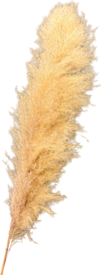 Сухоцвет Sofi de Marko Пампасная трава 140-150см СХЦ-0001-150 (кремовый)