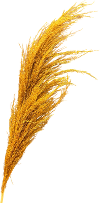 Сухоцвет Sofi de Marko Пампасная трава 130-140см СХЦ-0002-140ол (оливковый)