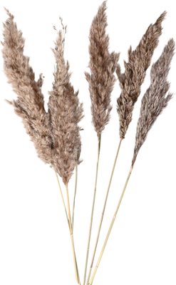 Сухоцвет No Brand 7081245 (бежевый)