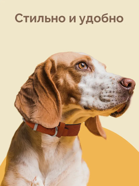 Изображение товара Ошейник ZOONIK Премиум классик / 10129-4 (апельсин)