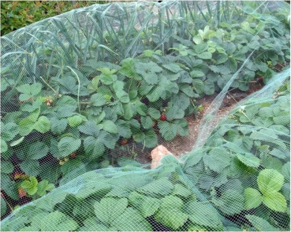 Изображение товара Защитная сетка для растений Протэкт Сетка от птиц 2x10м / 3893 (хаки)