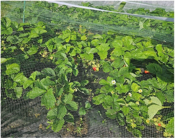 Изображение товара Защитная сетка для растений Протэкт От птиц Клубничка 2x5м / 10159 (лесной зеленый)