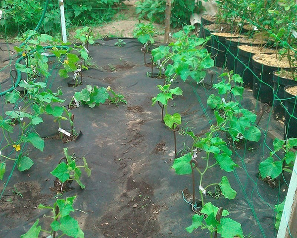 Изображение товара Сетка садовая Протэкт Шпалерная для огурцов 2x5м / 9782 (лесной зеленый)