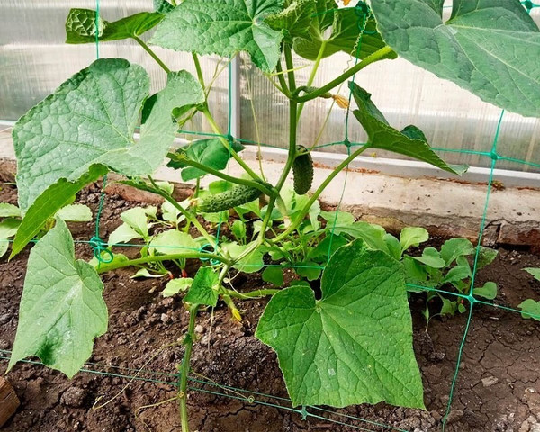 Изображение товара Сетка садовая Протэкт Шпалерная для огурцов 2x5м / 9782 (лесной зеленый)