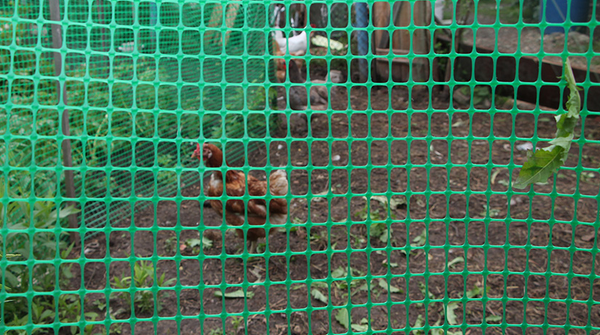 Изображение товара Сетка садовая Протэкт Яркая 20x20 / 9728 (20м, лесной зеленый)