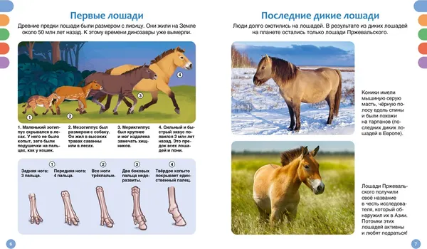 Изображение товара Энциклопедия Махаон Лошади (Гийоре М.-Р. 9785389304369)
