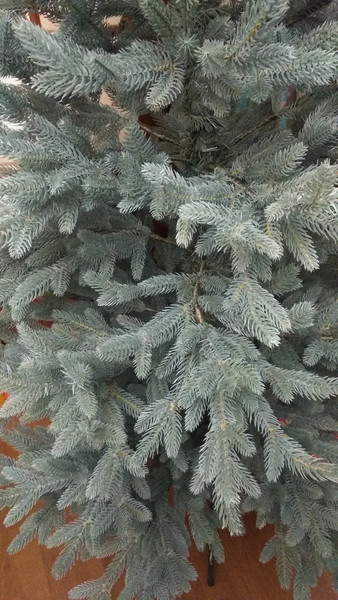 Изображение товара Ель искусственная Царь елка Фаворит / ФВР/ГЛ-190 (голубой)