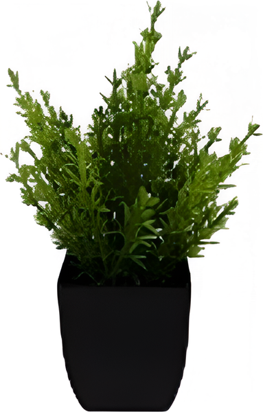 Изображение товара Искусственное растение Sundays Home Мини / BC10133 (19см)