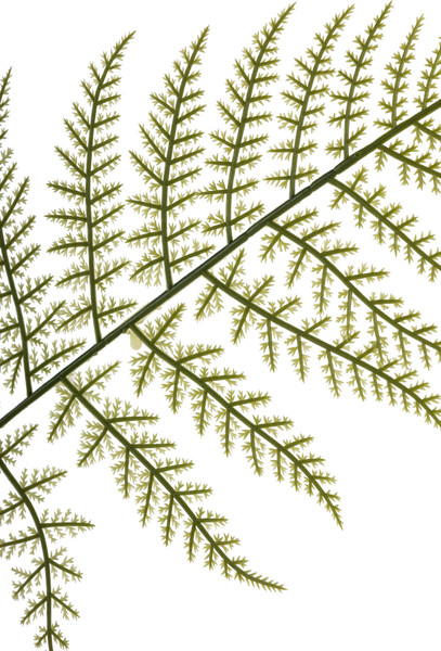 Изображение товара Искусственная ветка Sundays Home BC10170 зеленый (66см)