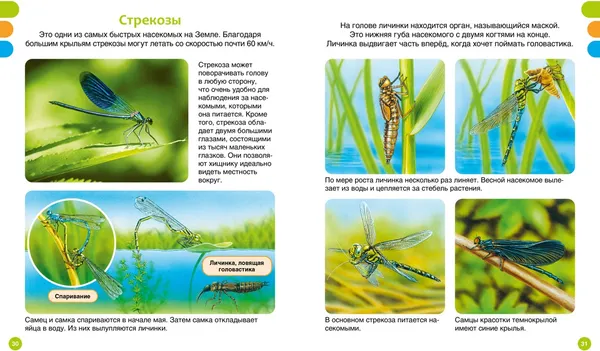 Изображение товара Энциклопедия Махаон Животные-малютки (Дельфур Ж., Бомон Э. 9785389275171)