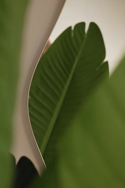 Изображение товара Зеркало Silver Mirrors Полли 50x90 / ФР-00002541