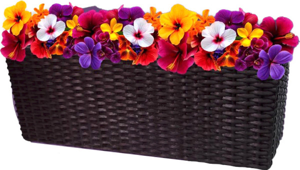 Изображение товара Ящик для рассады BOTANICA Ratan 50x19x19см (коричневый)